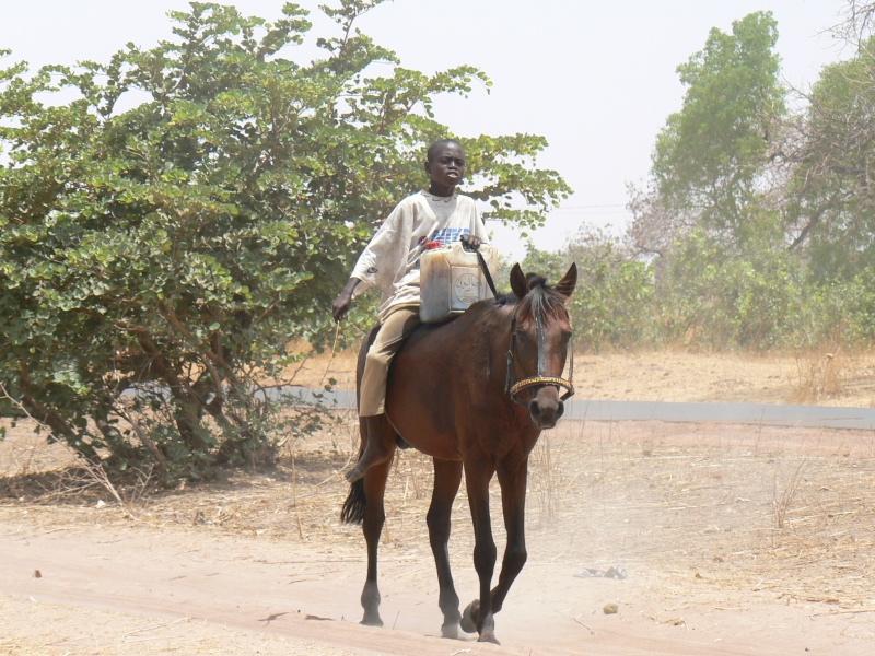 Le Mbayar Cheval S n galais Le Mbayar Cheval S n galais
